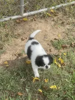 Puppy #36, a male Japanese Chin for sale in Neodesha, KS – 2 of 4