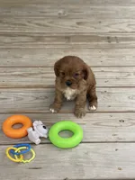 Puppy #20, a male Cavalier King Charles Spaniel for sale in Neodesha, KS – 5 of 5