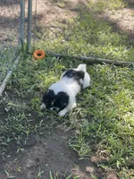Puppy #10, a male Japanese Chin for sale in Neodesha, KS – 3 of 5