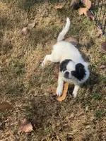 Puppy -#35, a male Japanese Chin for sale in Neodesha, KS – 3 of 6