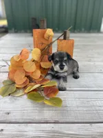 Puppy #48, a male Miniature Schnauzer for sale in Neodesha, KS – 2 of 6