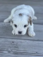 Puppy #25, a male Cavapoo for sale in Neodesha, KS – 2 of 6