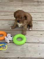 Puppy #20, a male Cavalier King Charles Spaniel for sale in Neodesha, KS – 3 of 5