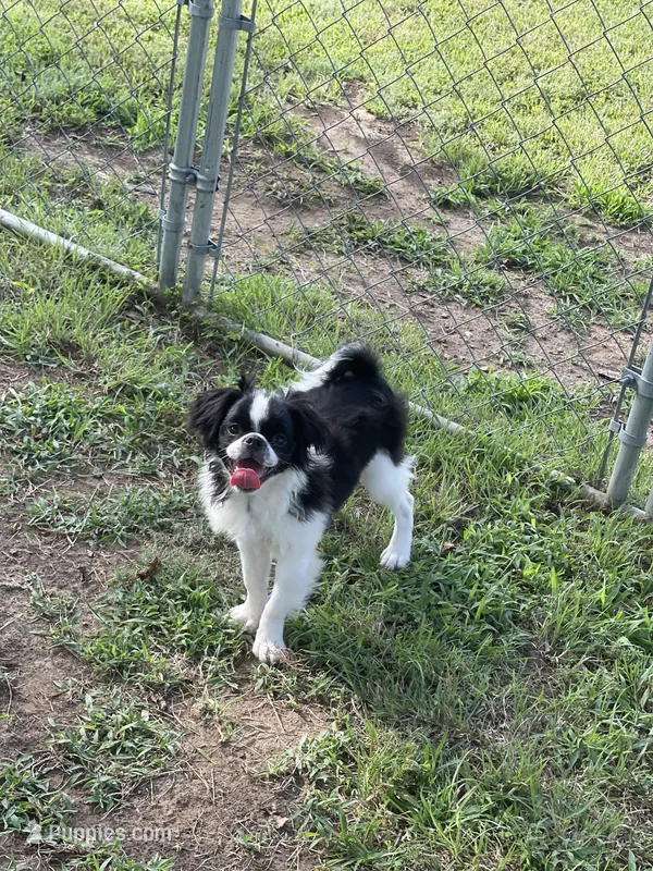 Puppy #11 – Japanese Chin puppy for sale in Neodesha, KS
