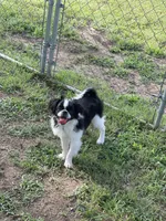 Puppy #11, a male Japanese Chin for sale in Neodesha, KS – 1 of 6
