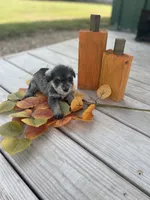 Puppy #52, a female Miniature Schnauzer for sale in Neodesha, KS – 5 of 5
