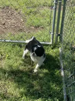 Puppy #11, a male Japanese Chin for sale in Neodesha, KS – 4 of 5