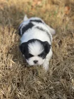 Puppy #42, a male Japanese Chin for sale in Neodesha, KS – 2 of 6