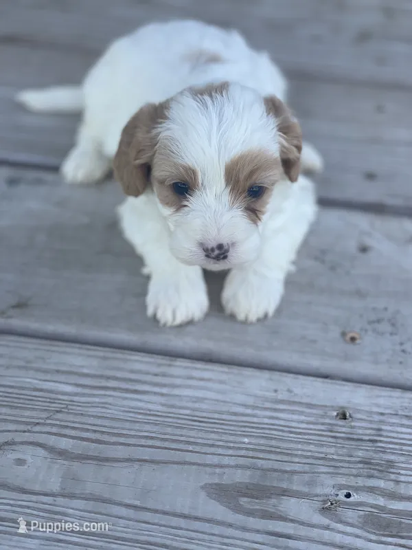 Puppy #26 – Cavapoo puppy for sale in Neodesha, KS