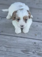Puppy #26, a male Cavapoo for sale in Neodesha, KS – 1 of 5