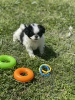 Puppy #13, a female Japanese Chin for sale in Neodesha, KS – Photo 4 of 5