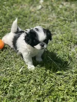 Puppy #13, a female Japanese Chin for sale in Neodesha, KS – Photo 2 of 5