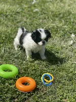 Puppy #13, a female Japanese Chin for sale in Neodesha, KS – Photo 3 of 5