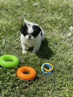 Puppy #13, a female Japanese Chin for sale in Neodesha, KS – Photo 5 of 5