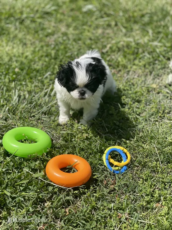 Puppy #13 – Japanese Chin puppy for sale in Neodesha, KS