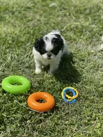 Puppy #13, a female Japanese Chin for sale in Neodesha, KS – Photo 1 of 5