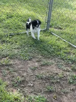 Puppy #11, a male Japanese Chin for sale in Neodesha, KS – 5 of 6