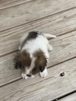 Puppy #37, a male Japanese Chin for sale in Neodesha, KS – 3 of 5