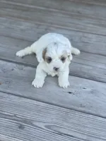 Puppy #27, a female Cavapoo for sale in Neodesha, KS – 3 of 5