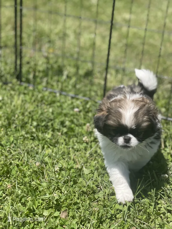 Puppy #16, a male Japanese Chin for sale in Neodesha, KS – Photo 1 of 5