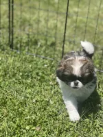 Puppy #16, a male Japanese Chin for sale in Neodesha, KS – Photo 1 of 5