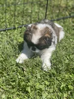 Puppy #16, a male Japanese Chin for sale in Neodesha, KS – Photo 3 of 5