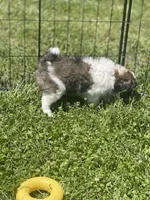 Puppy #16, a male Japanese Chin for sale in Neodesha, KS – Photo 5 of 5