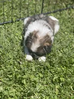 Puppy #16, a male Japanese Chin for sale in Neodesha, KS – Photo 2 of 5