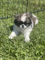 Puppy #16, a male Japanese Chin for sale in Neodesha, KS – Photo 4 of 5