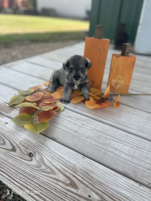 Puppy #50 – Miniature Schnauzer puppy for sale in Neodesha, KS