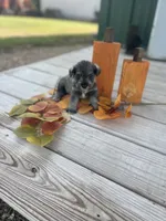 Puppy #50, a female Miniature Schnauzer for sale in Neodesha, KS – 1 of 5