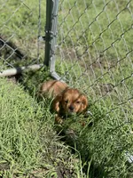 Puppy #22, a male Cavalier King Charles Spaniel for sale in Neodesha, KS – 4 of 5