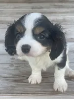 Puppy #34, a male Cavalier King Charles Spaniel for sale in Neodesha, KS – 3 of 5