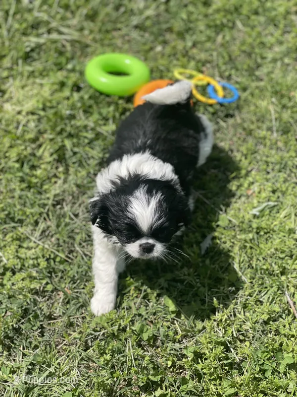 Puppy #12 – Japanese Chin puppy for sale in Neodesha, KS