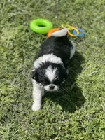 Puppy #12, a male Japanese Chin for sale in Neodesha, KS – Photo 1 of 5