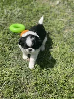 Puppy #12, a male Japanese Chin for sale in Neodesha, KS – Photo 2 of 5