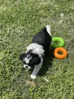Puppy #12, a male Japanese Chin for sale in Neodesha, KS – Photo 3 of 5