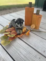 Puppy #52, a female Miniature Schnauzer for sale in Neodesha, KS – 4 of 5
