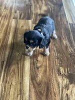 Puppy #69, a male Cavalier King Charles Spaniel for sale in Neodesha, KS – Photo 2 of 5