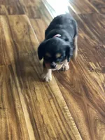 Puppy #69, a male Cavalier King Charles Spaniel for sale in Neodesha, KS – Photo 5 of 5