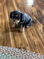 Puppy #69, a male Cavalier King Charles Spaniel for sale in Neodesha, KS – Photo 4 of 5