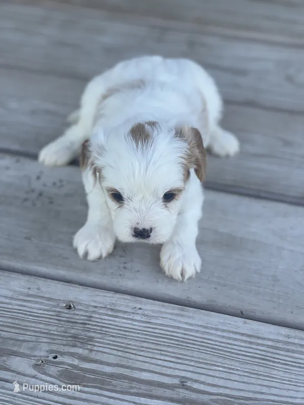Puppy #25 – Cavapoo puppy for sale in Neodesha, KS