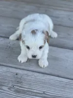 Puppy #25, a male Cavapoo for sale in Neodesha, KS – 1 of 6