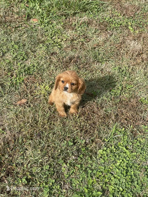 Puppy #55, a male Cavalier King Charles Spaniel for sale in Neodesha, KS – 1 of 5