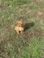 Puppy #55, a male Cavalier King Charles Spaniel for sale in Neodesha, KS – 1 of 5