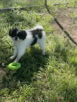 Puppy #10, a male Japanese Chin for sale in Neodesha, KS – 2 of 5