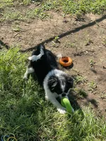 Puppy #11, a male Japanese Chin for sale in Neodesha, KS – 5 of 5
