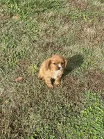 Puppy #55, a male Cavalier King Charles Spaniel for sale in Neodesha, KS – 3 of 5