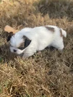 Puppy #41, a male Japanese Chin for sale in Neodesha, KS – 4 of 5