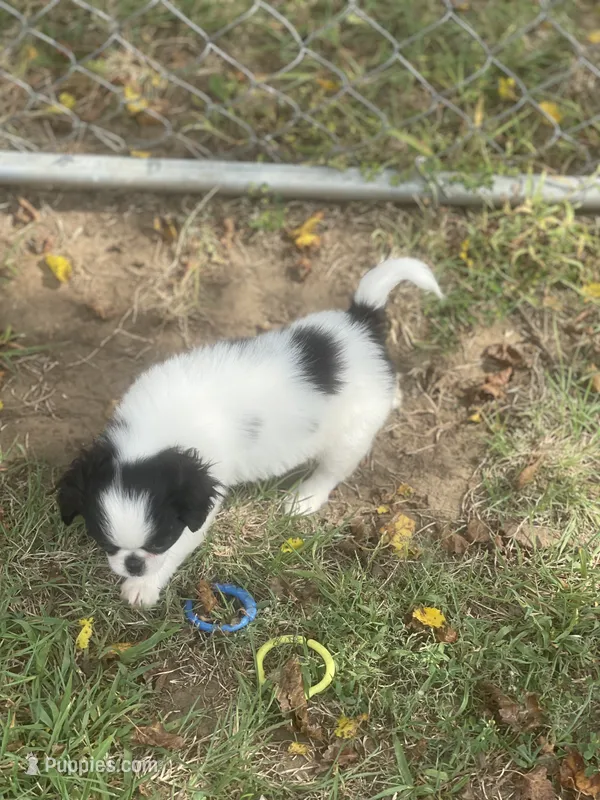 Puppy #36 – Japanese Chin puppy for sale in Neodesha, KS